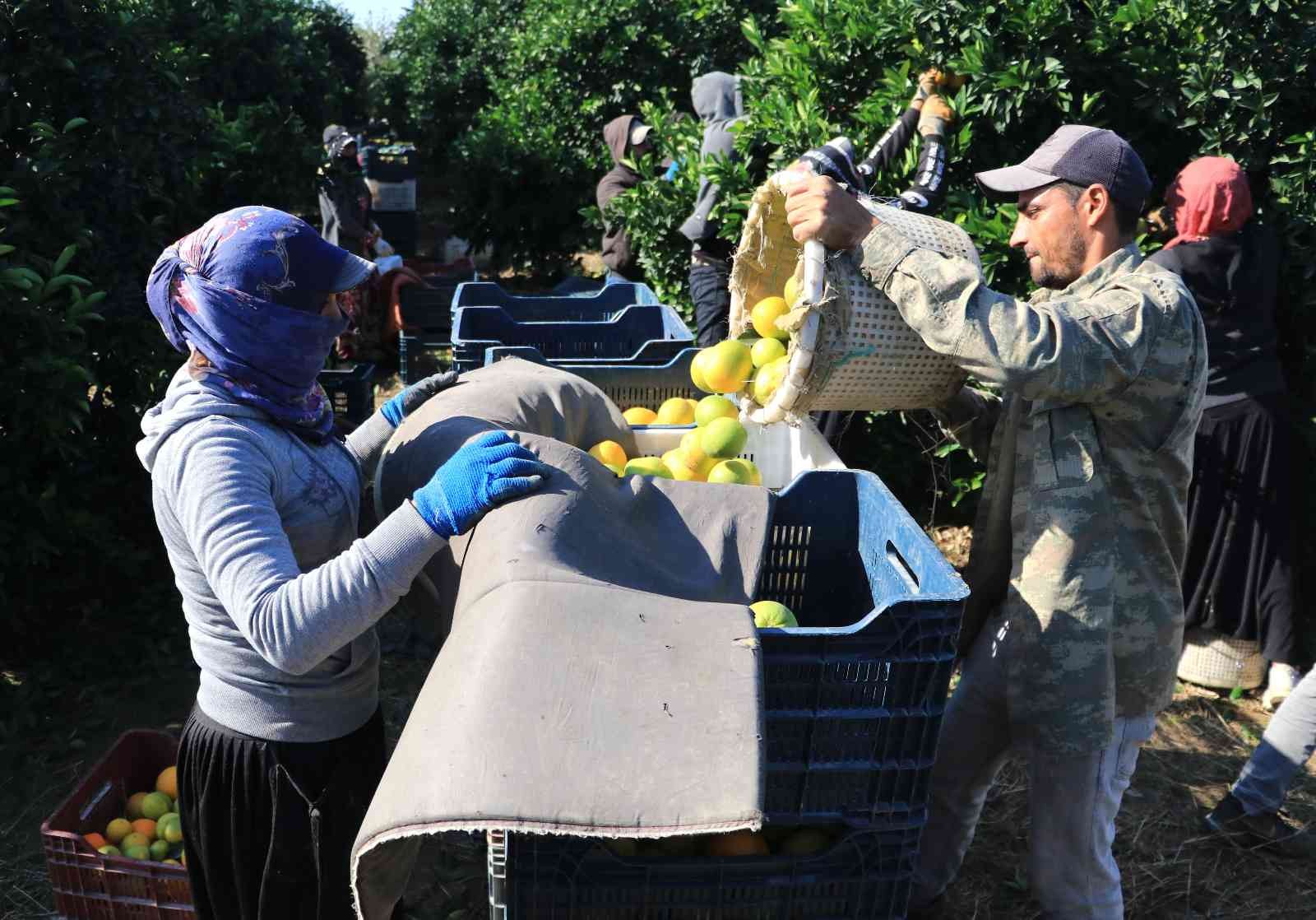 Günlük 124 liraya çalışacak tarım işçisi bulamıyorlar