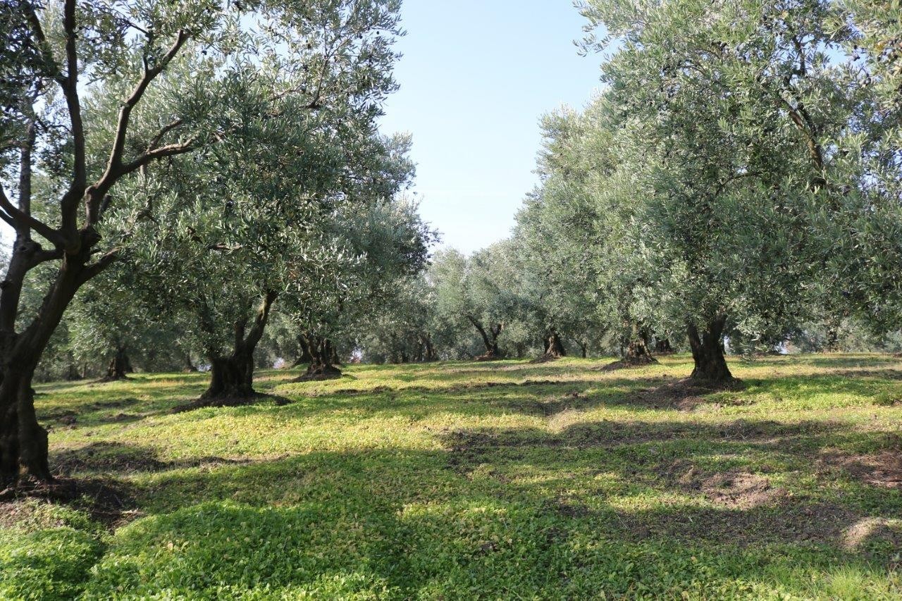 Marmarabirlik’ten 106 milyon TL’lik ödeme