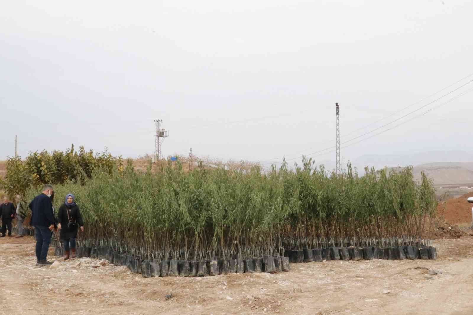 Siirt’te Goji Beryy meyvesi ile Trabzon hurması üretilecek