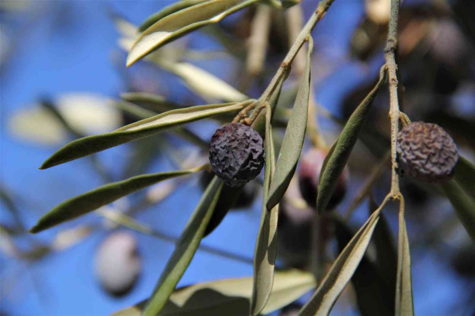 “Hurma zeytin”in hasadı başladı