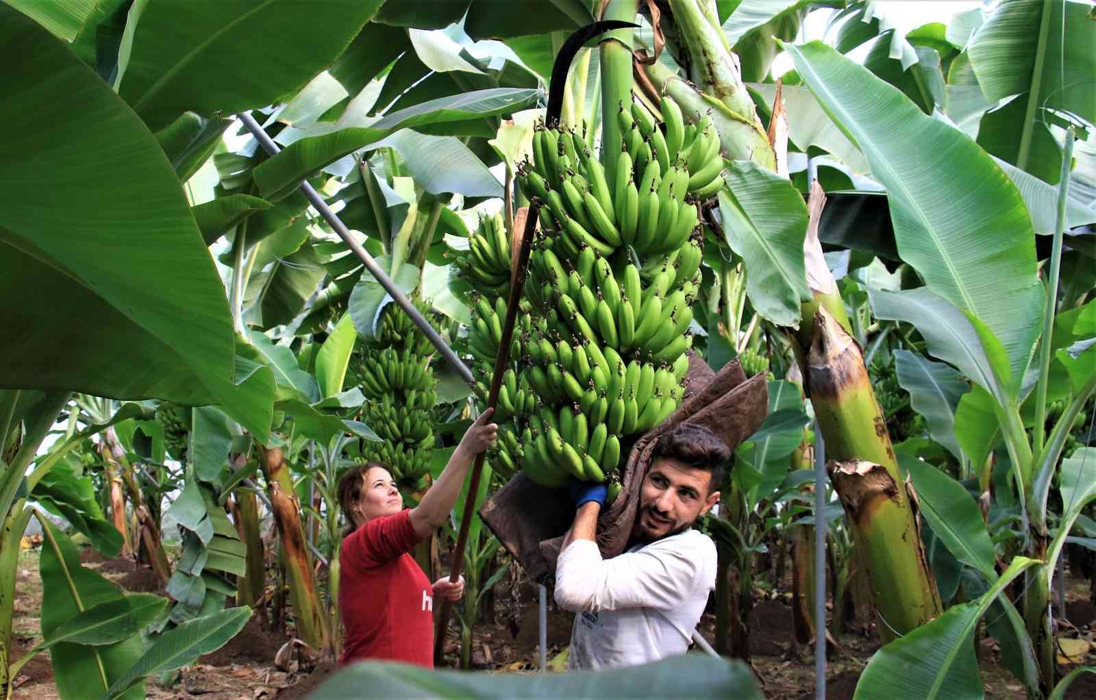 Yerli muz ucuzladı, ithali 20 lirayı aştı