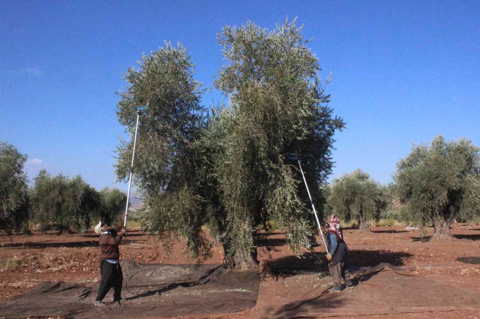 Kilis’te zeytinyağı fabrikaları tam kapasite çalışıyor