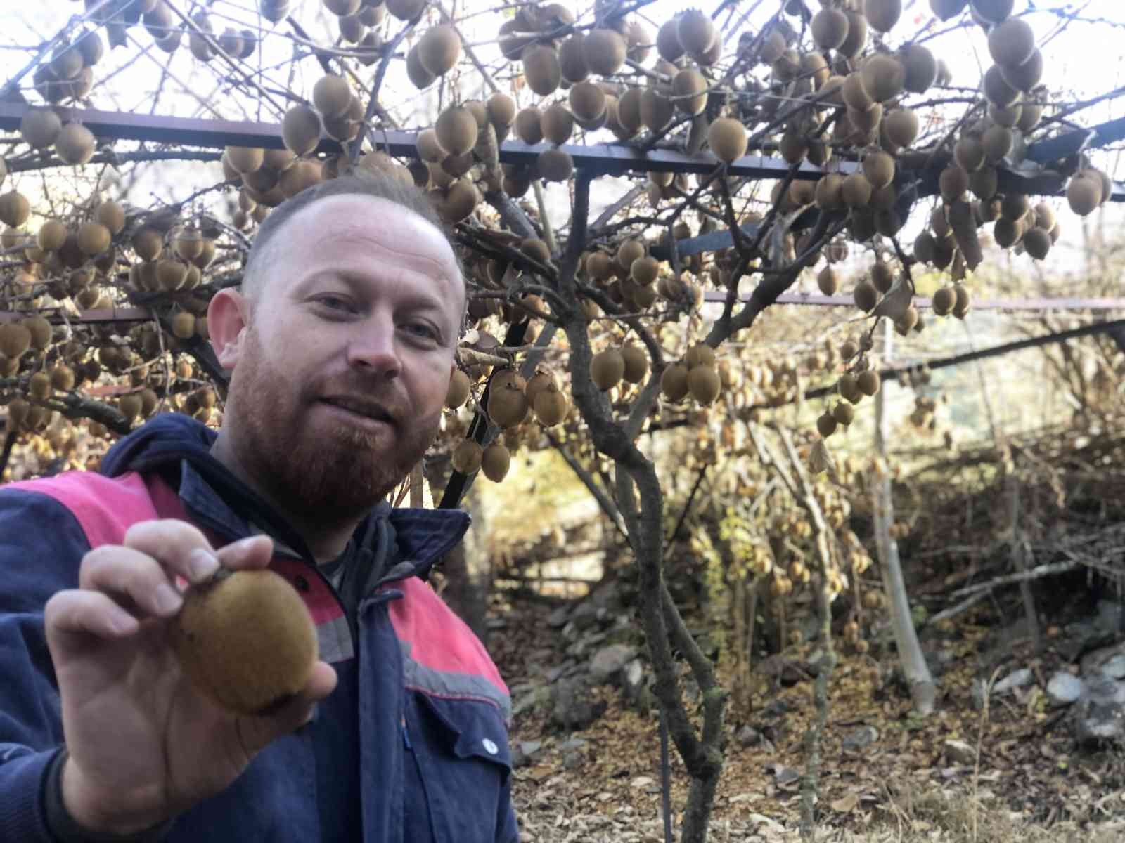 Kivi hobisi kazanca dönüştü
