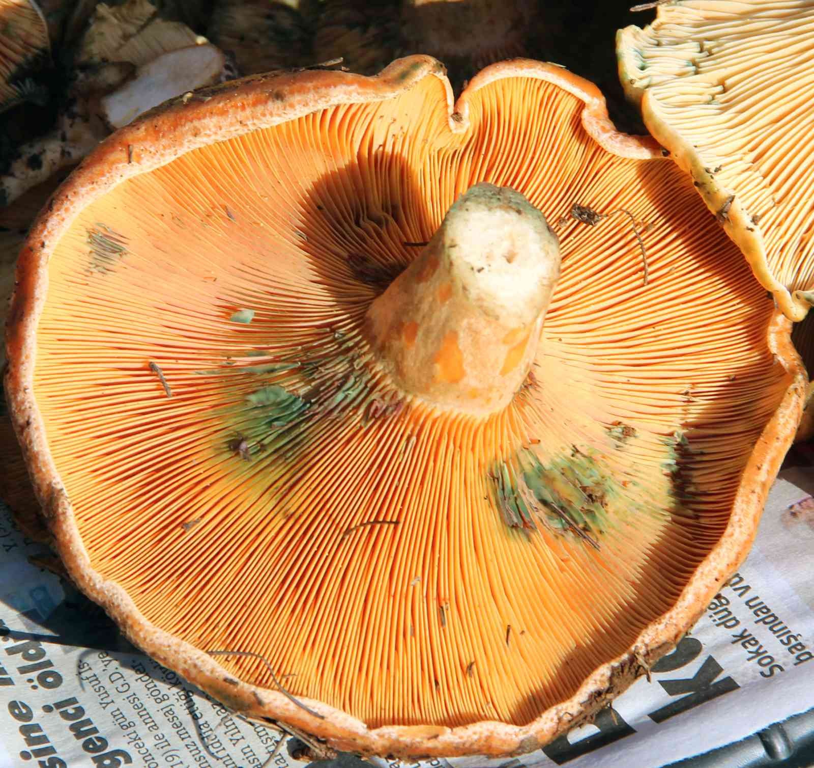 Fiyatını duyan ormana koştu, uzmanı uyardı