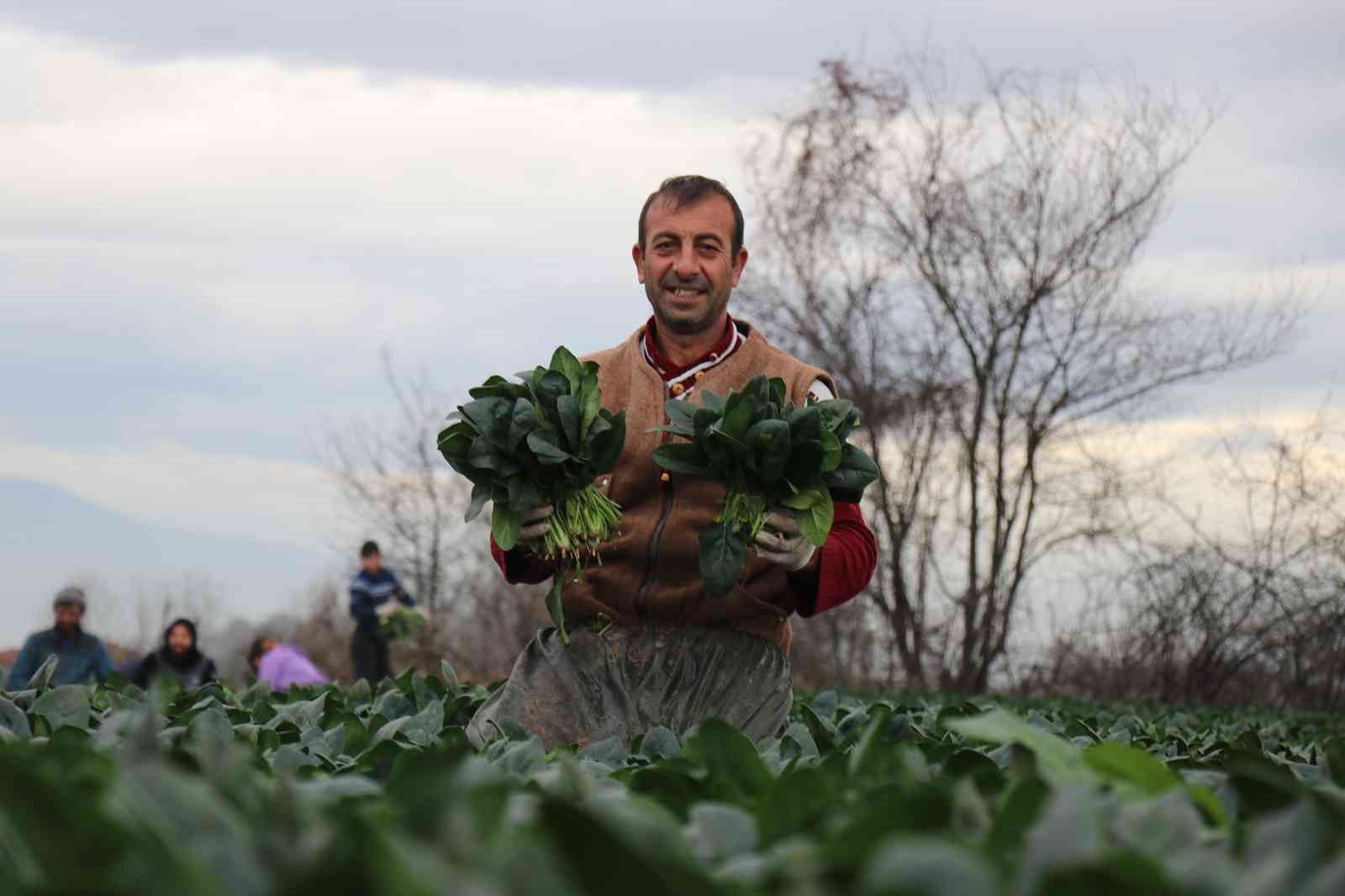 Sonbaharın gözde sebzesi ıspanakta hasat zamanı