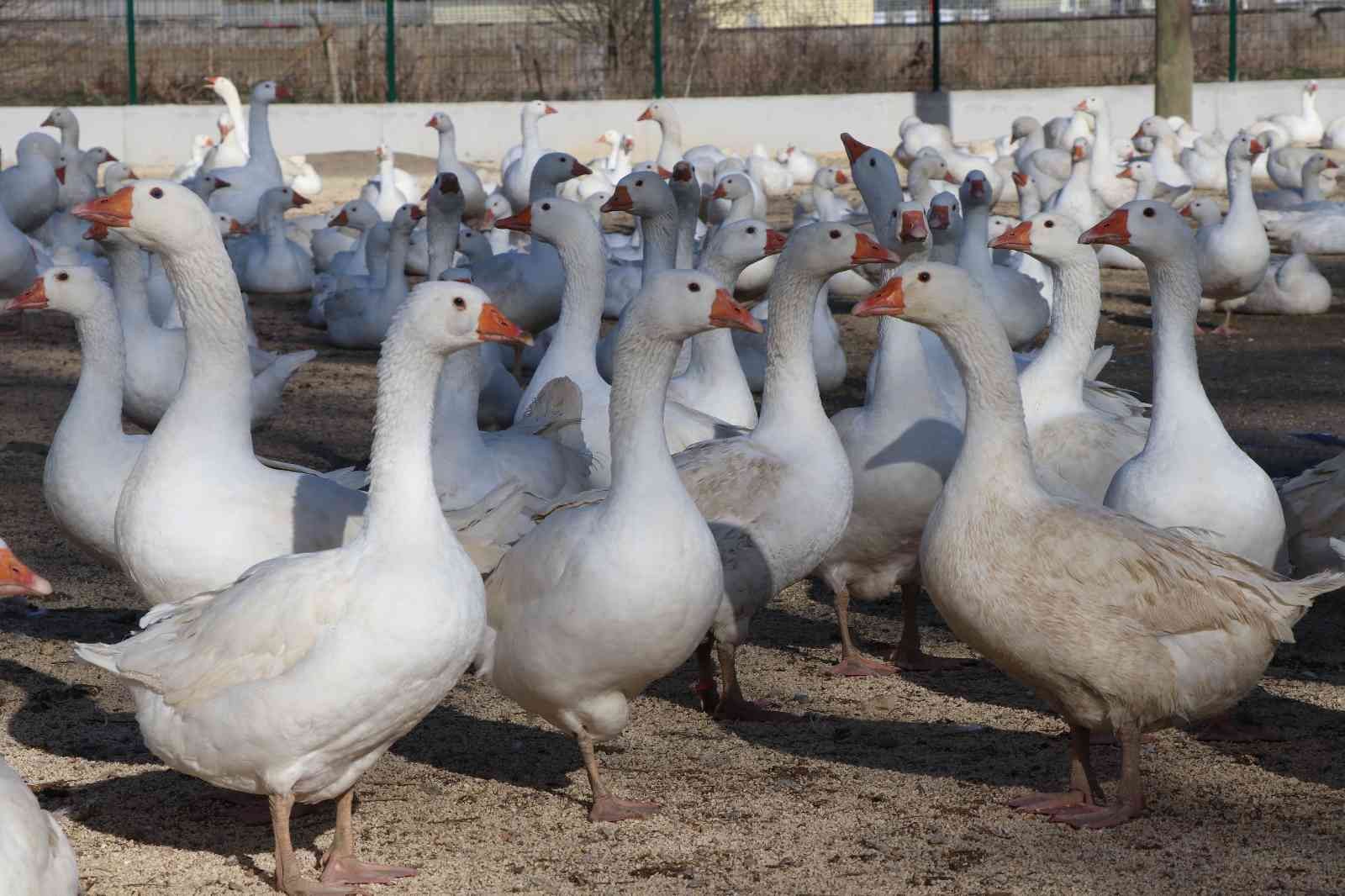 Kaz yetiştiriciliği ile üretim sağlanarak şehirlere göç engellenecek