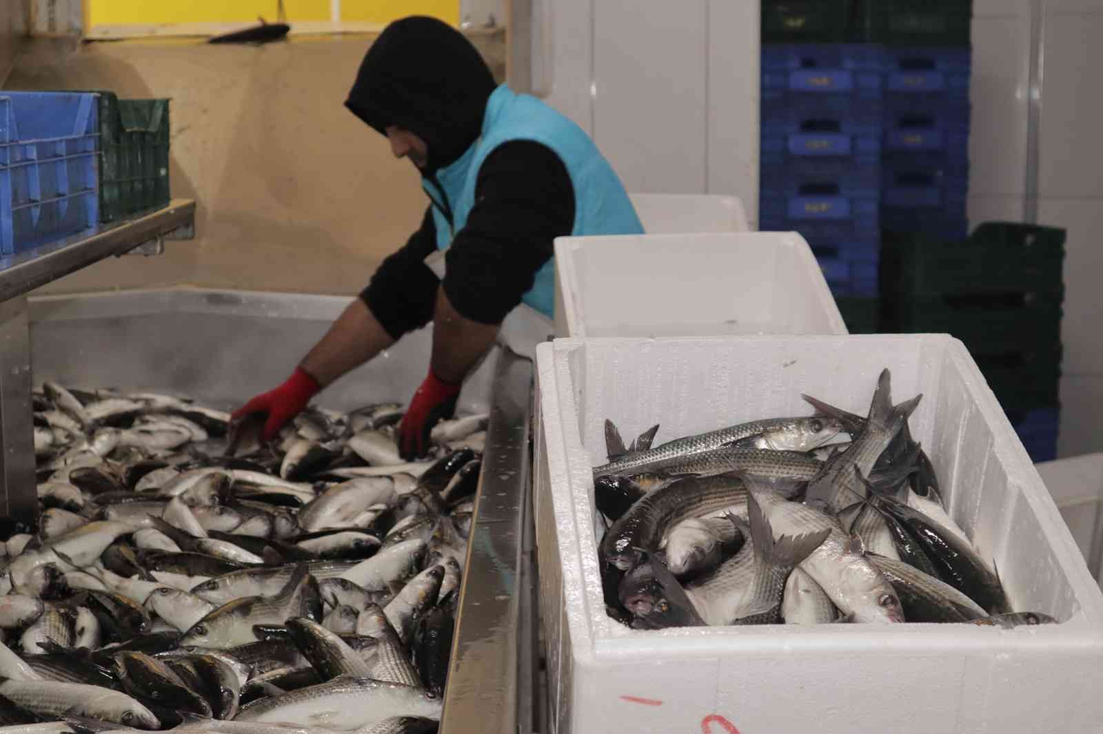 Dalyan kefali kilosu 20 liradan satılıyor