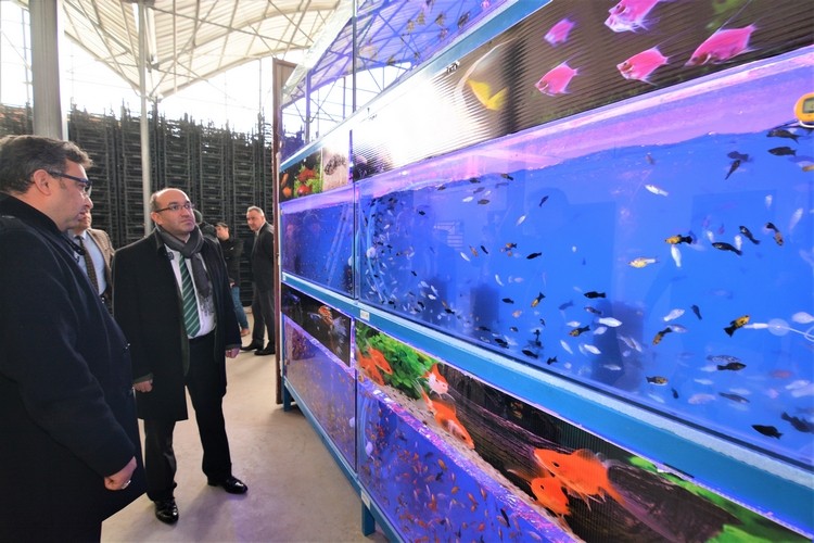 Sandıklı’da jeotermal suyla tropikal türde balık üretimine başlandı