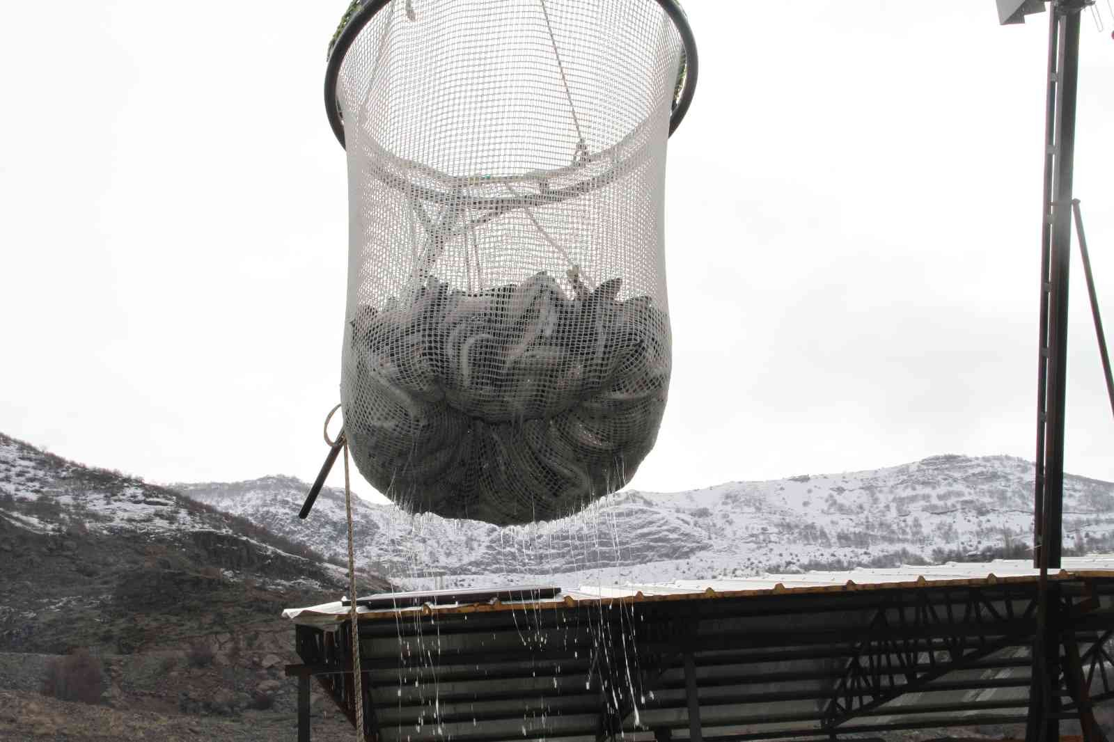 Bingöl’de 325 ton alabalık hasadı yapıldı