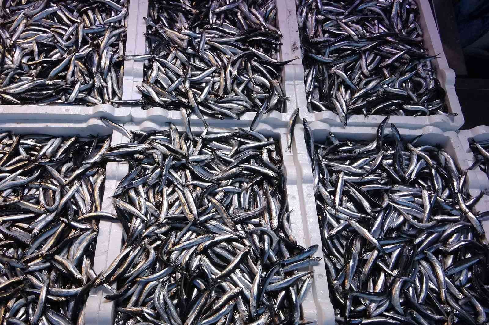 Hamsi ihracatında artış