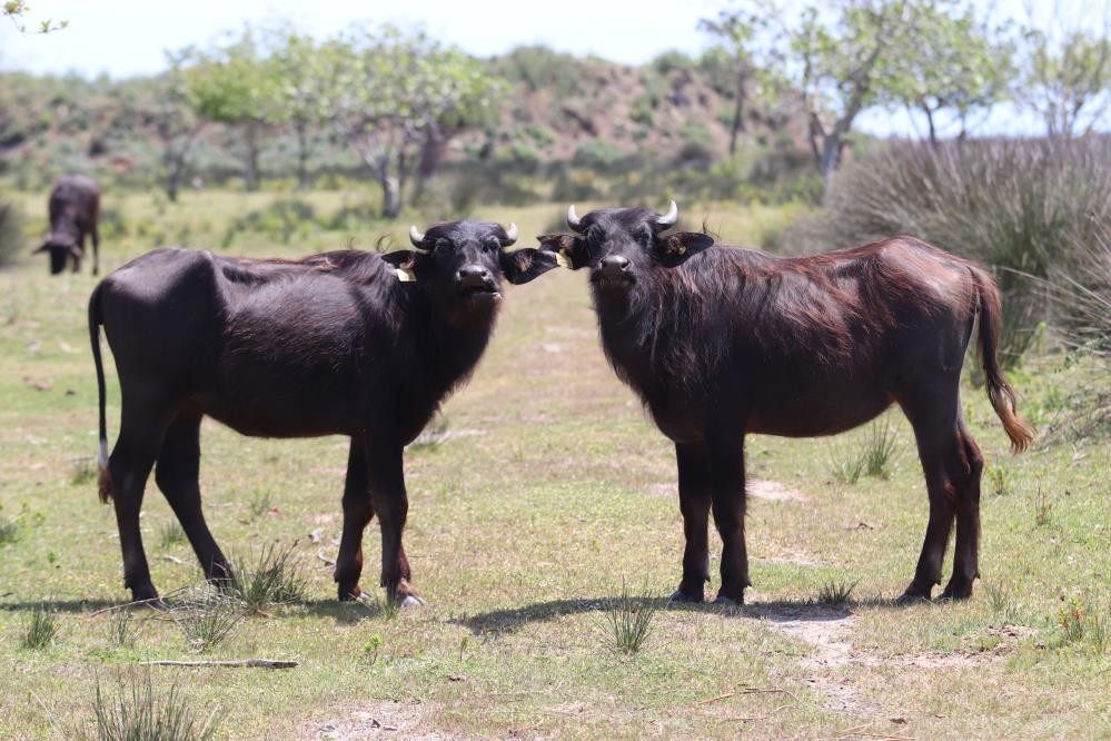 10 yılda 25 milyon TL desteklendi: Samsun’da manda sayısı 10 bin arttı