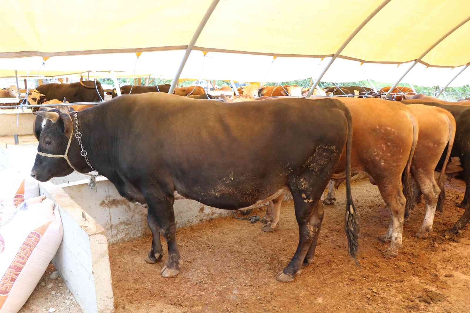 Sığırların boyu büyüdü, lezzeti azaldı