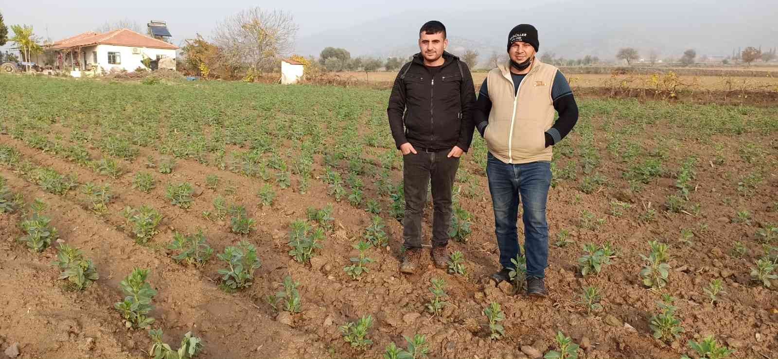 Ödemiş’te bakla ve bezelye ekiminde son günler