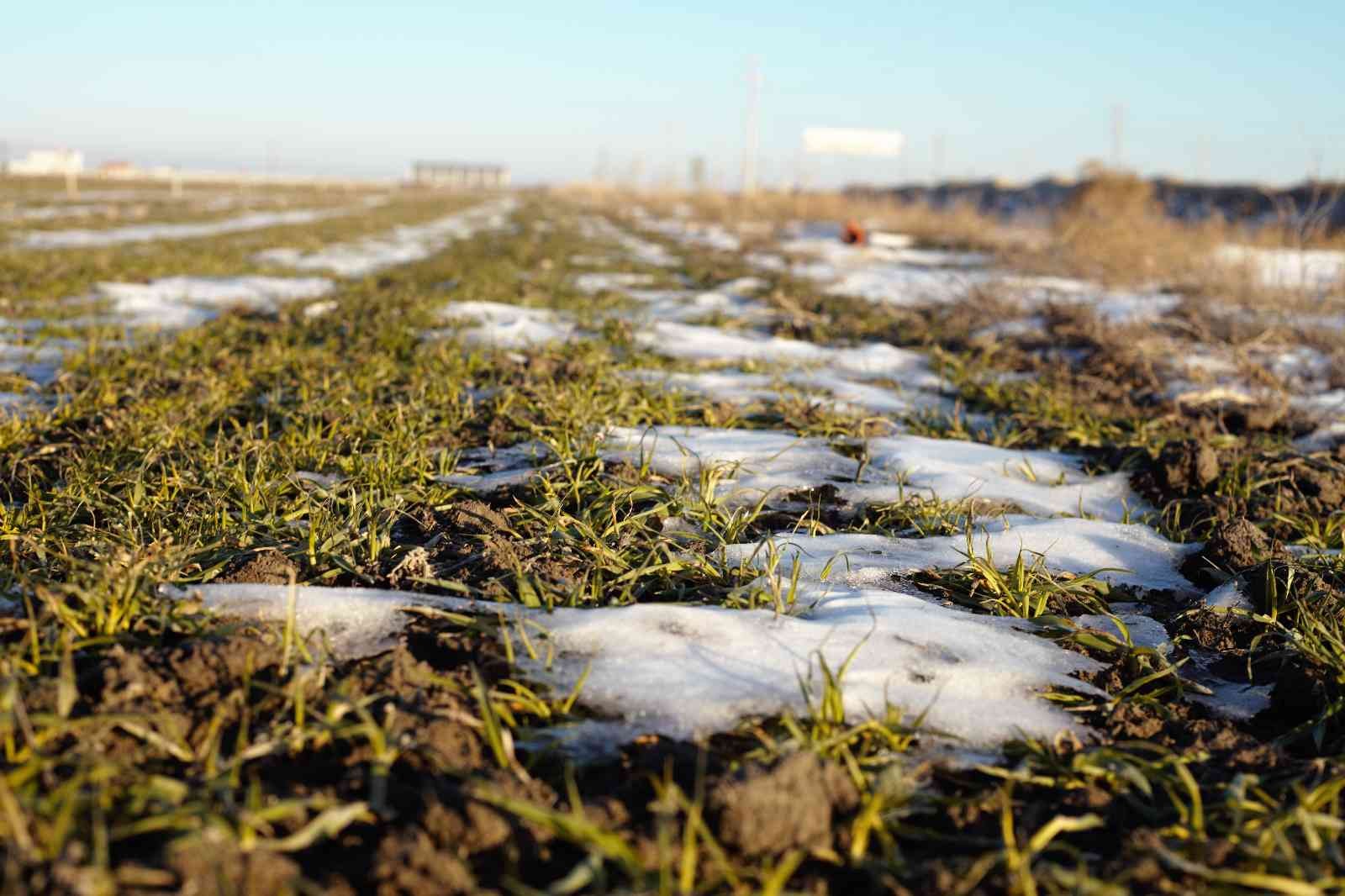 Yağışlar yüz güldürüyor, rekolte artışı bekleniyor
