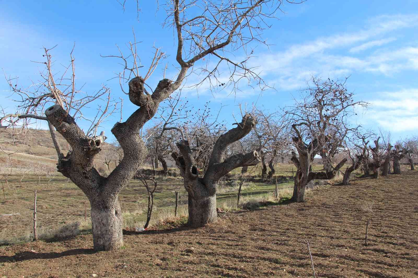 Fiyatı altınla yarışıyor, ürün veren ağaçlar koruma altına alınıyor