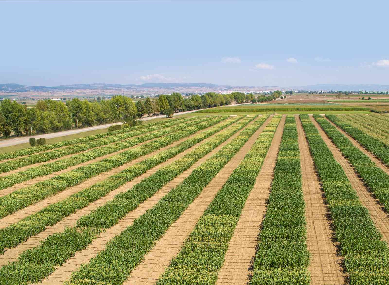 Dünya Türkiye’nin tatlı mısırını sevdi