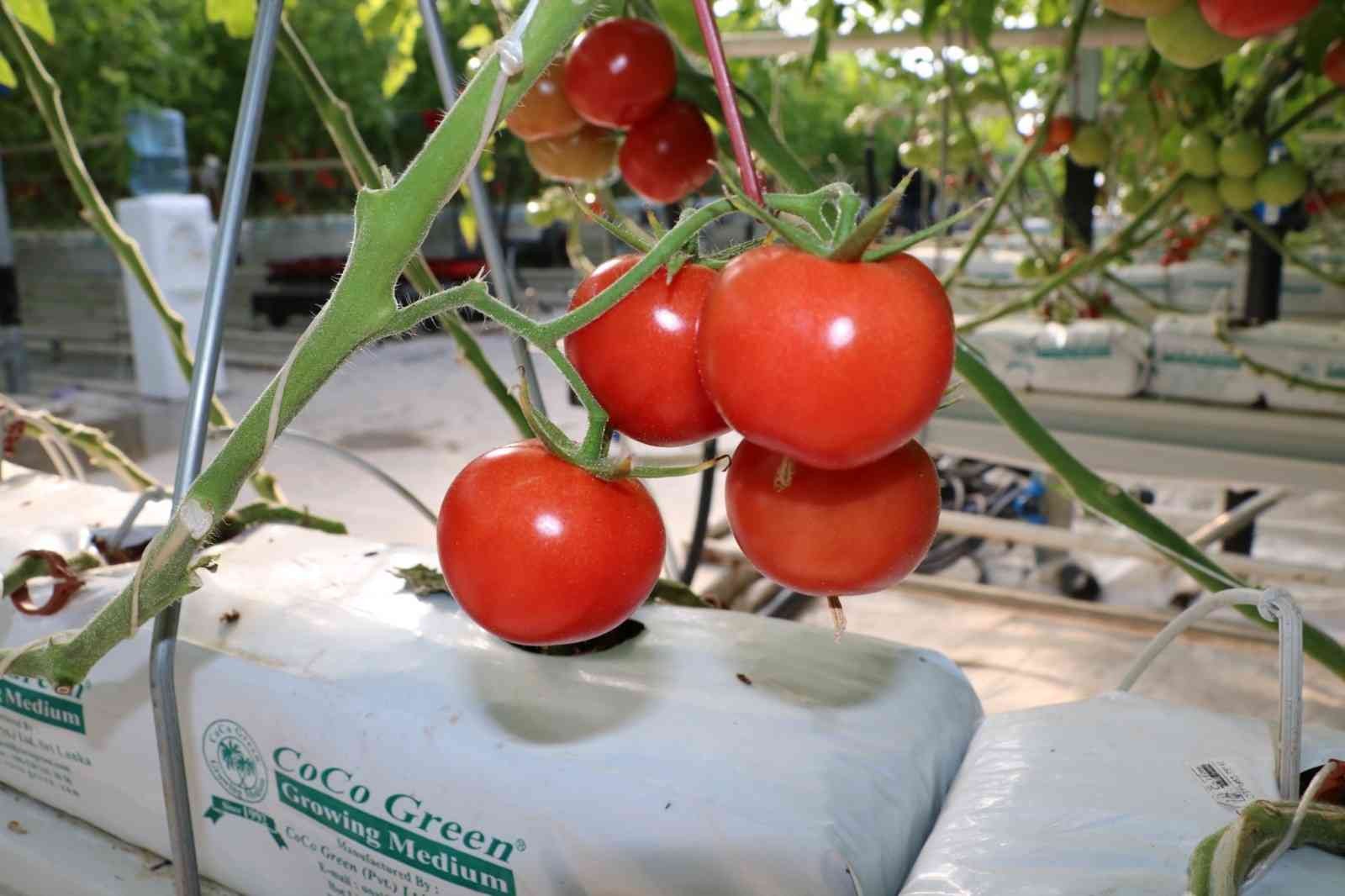 Eksi 20 derecede dahi üretim devam ediyor