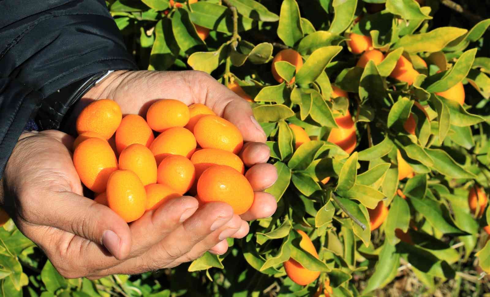 İtalyanlar talip oldu