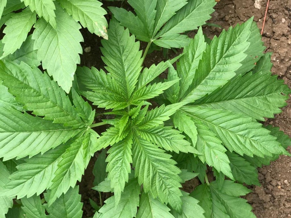 Kenevir üretim izni müracaatları başladı