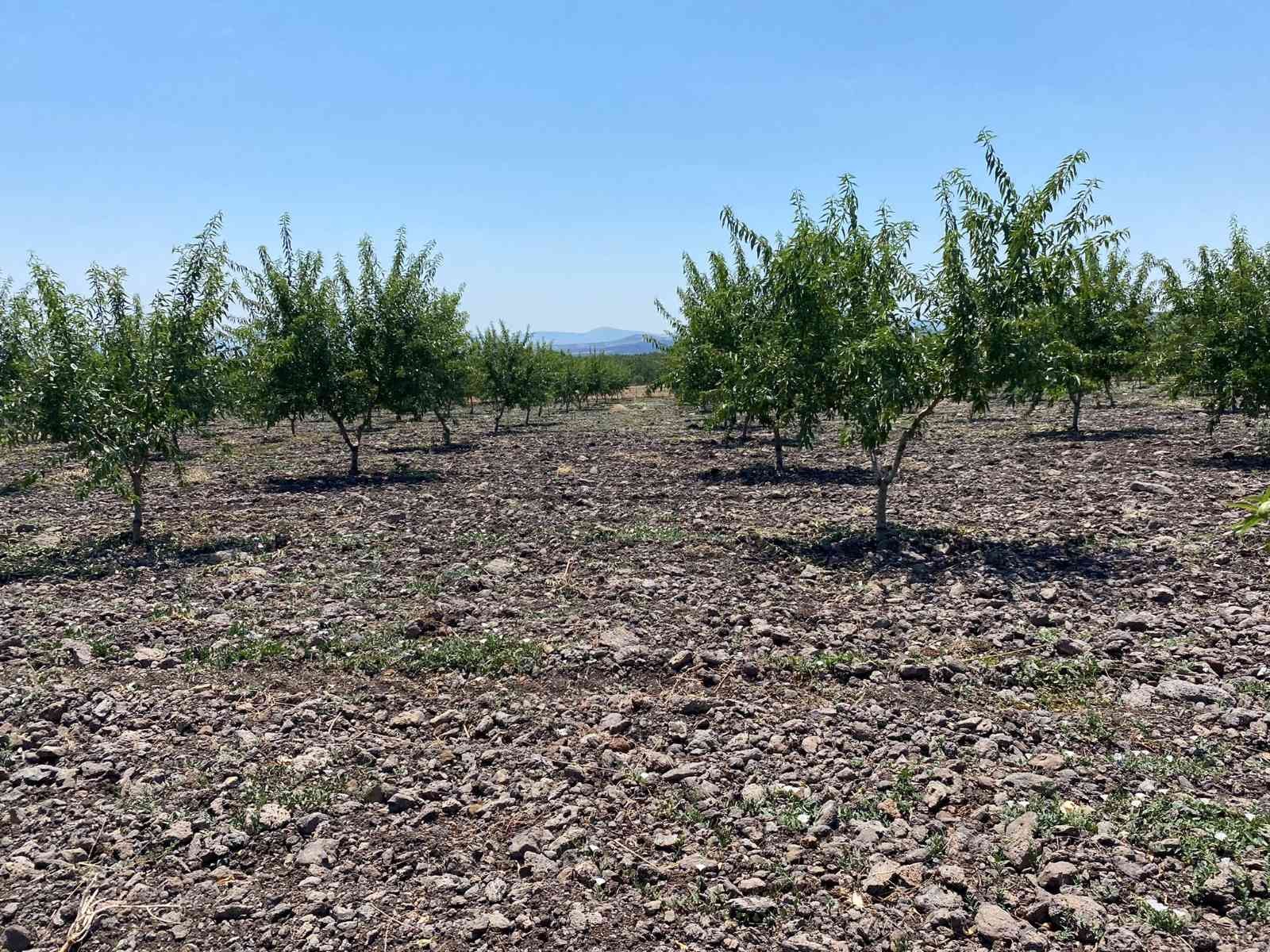 Türkiye’de badem yetiştiriciliği gelişiyor