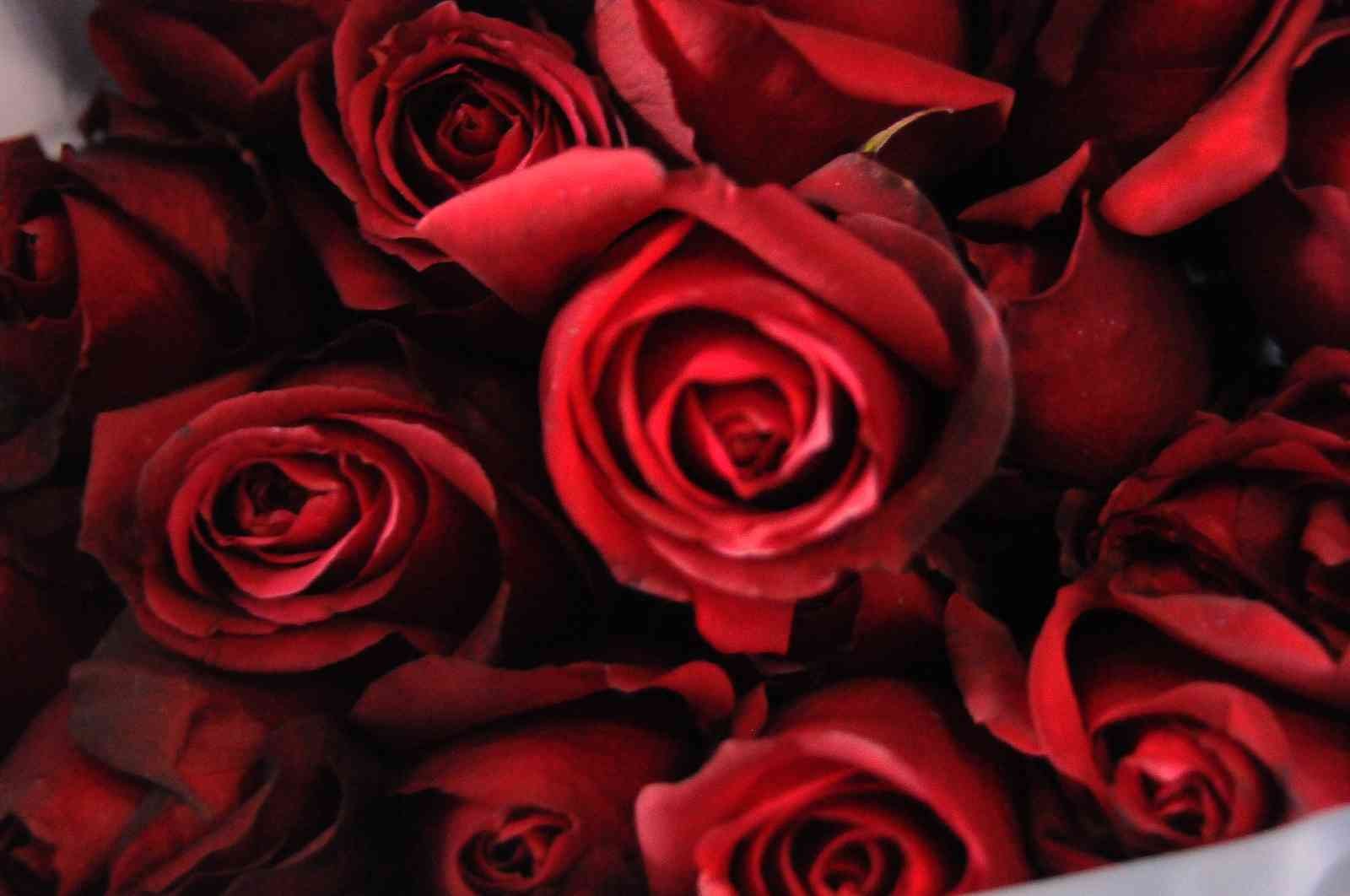 Sevgililer Günü’nde gülün fiyatı el yakacak