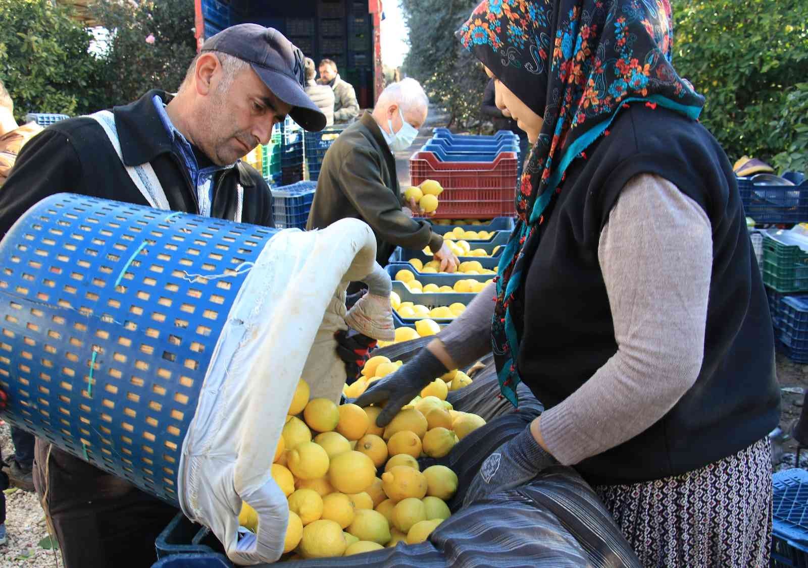 Limonun başkentinde yoğun hasat dönemi