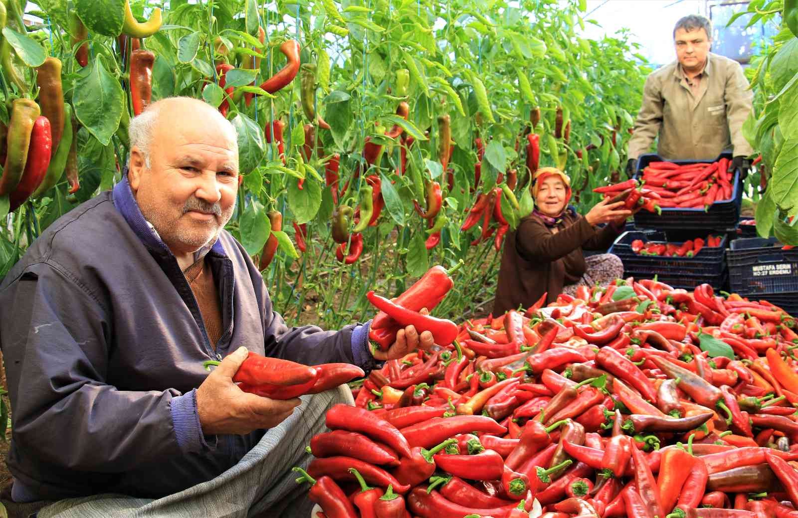 Örtü altı kırmızı biber üreticisini güldürdü