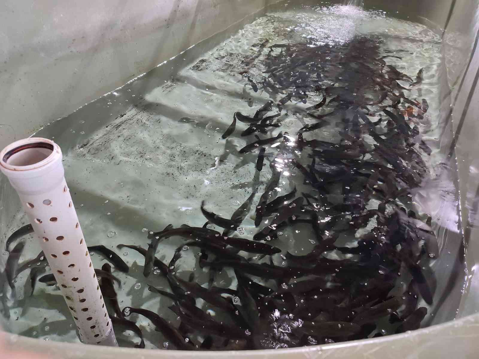 Atatürk Üniversitesi’nde yavru balık üretimi