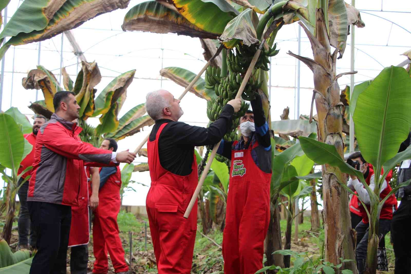 Kızılay’dan Hatay’da muz hasadı