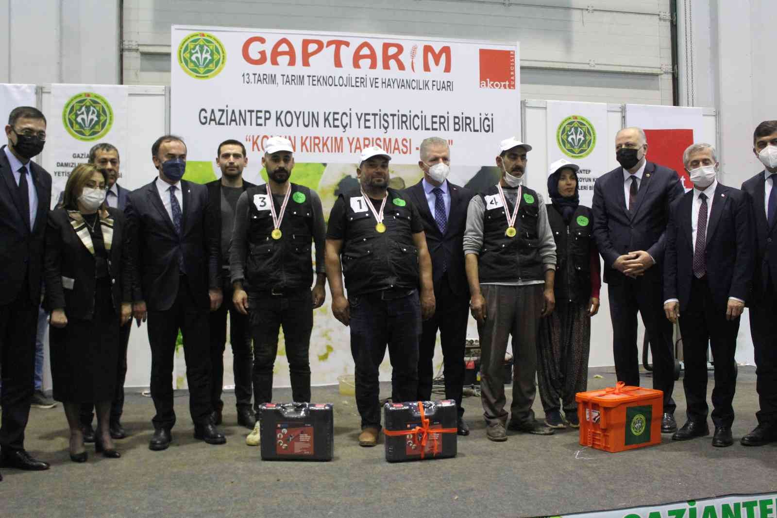 Gaziantep’te koyun kırkma yarışmasına yoğun ilgi