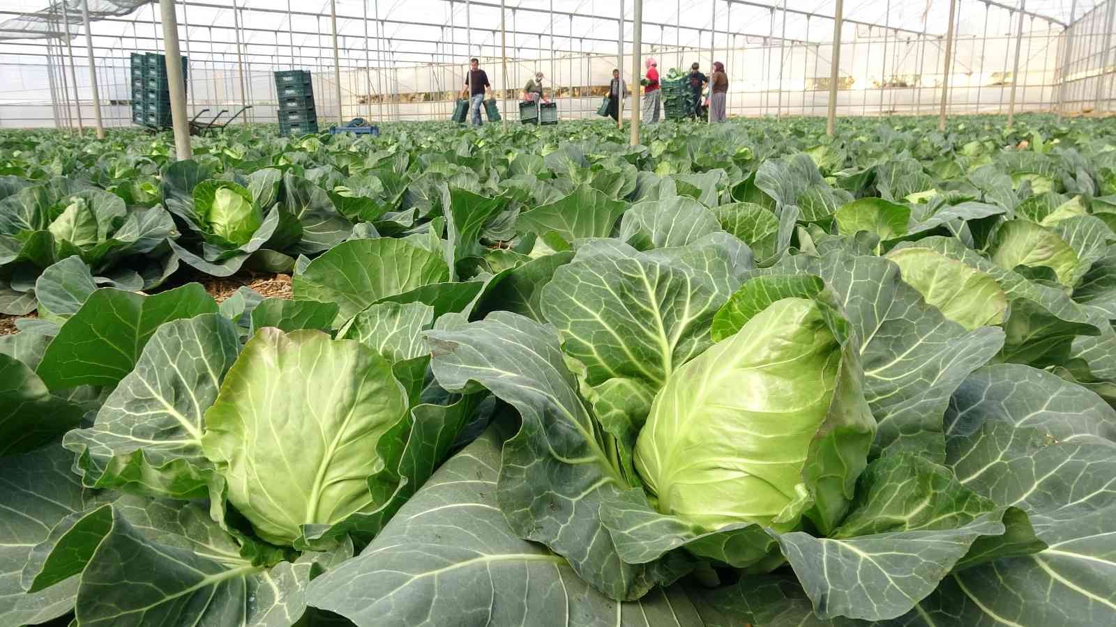 İhracata yeni bir ürün eklendi; Mini lahananın tanesi 10 lira