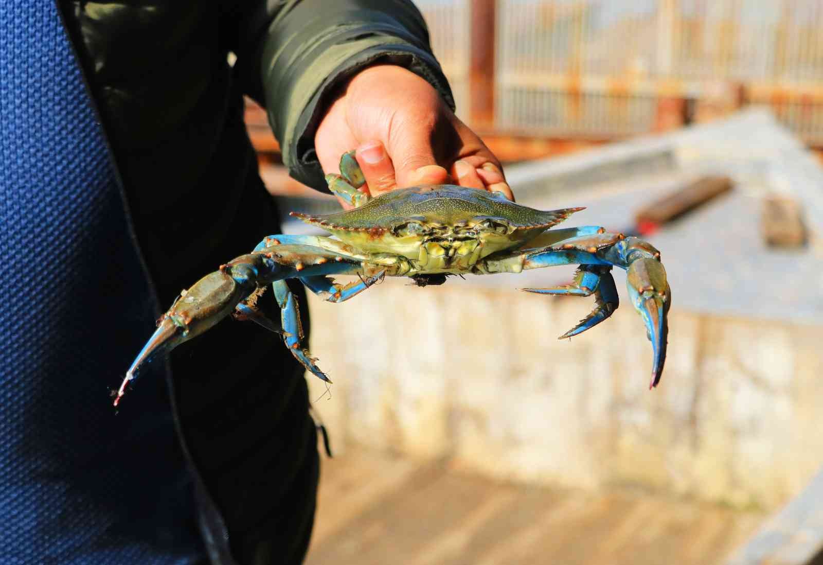 Adana’nın mavi yengeçleri dünya mutfağında
