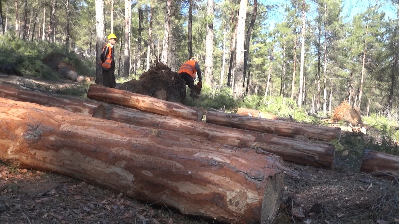 Devrilen ağaçlar ekonomiye kazandırılıyor