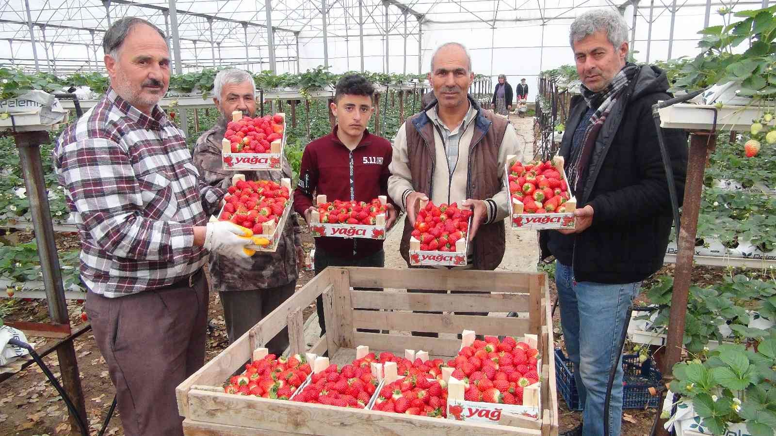 Çilek üreticisi Rusya ve Ukrayna savaşından endişeli