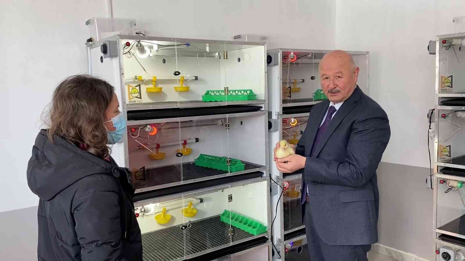 Damızlık kazlardan elde edilen yumurtalar kuluçka makinelerine gönderilmeye başladı