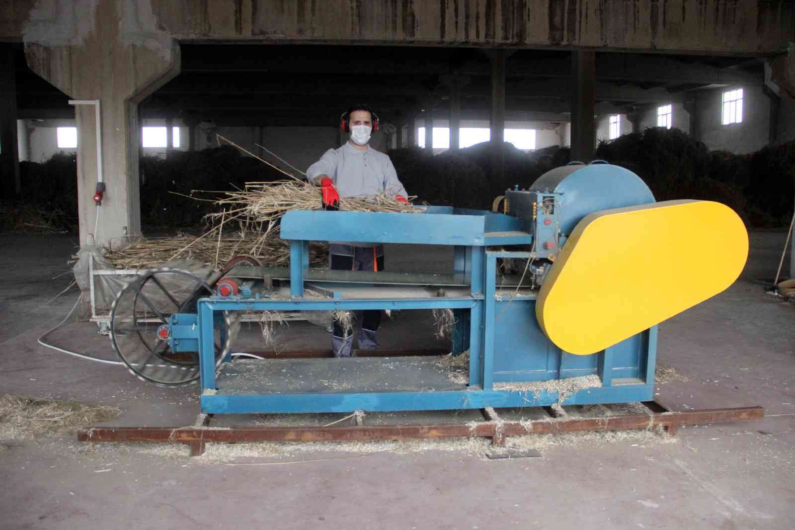 Hasat edilen kenevirler ürüne dönüştü