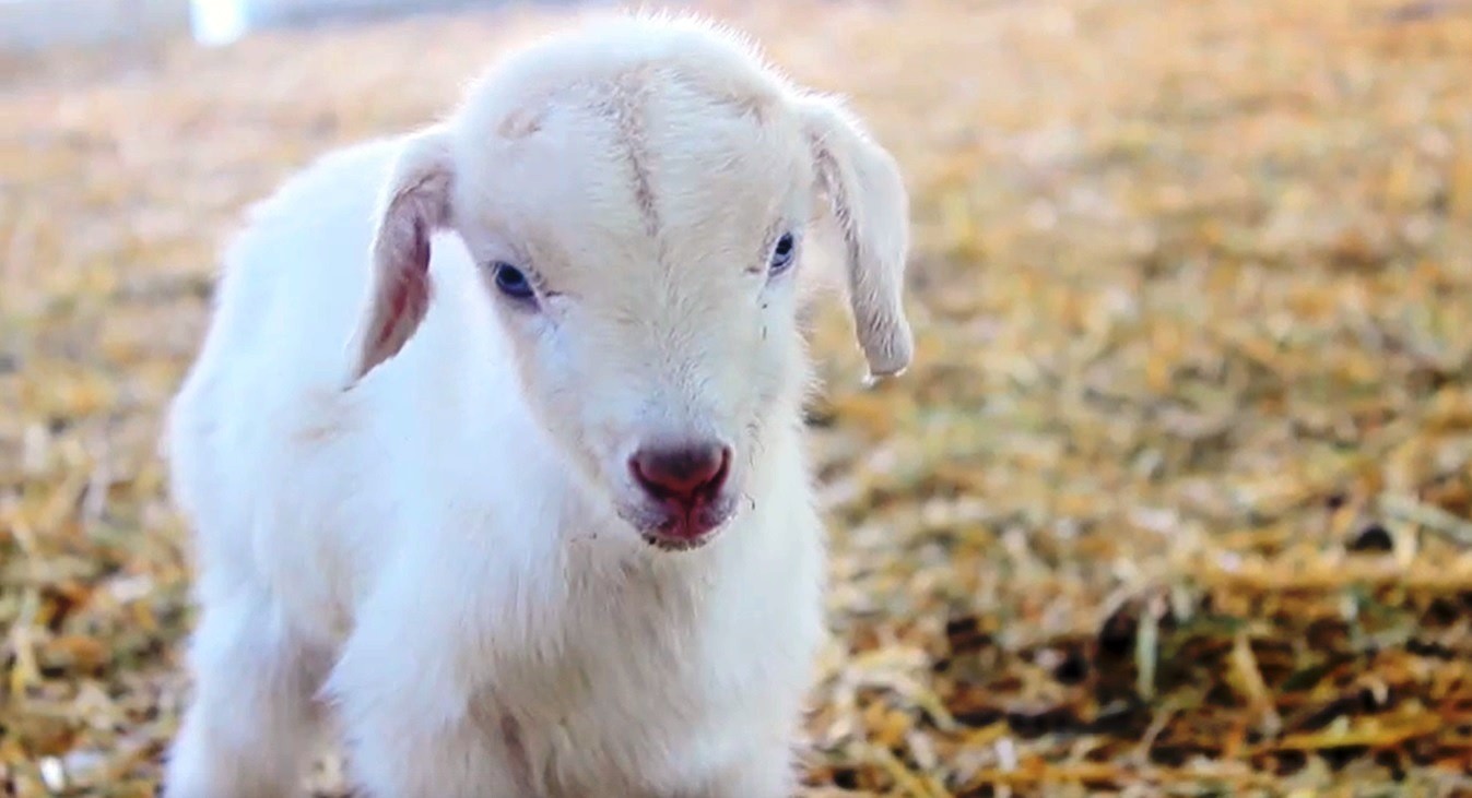 Girişimci kadın kurumsal hayatı bıraktı, keçi çiftliği kurdu