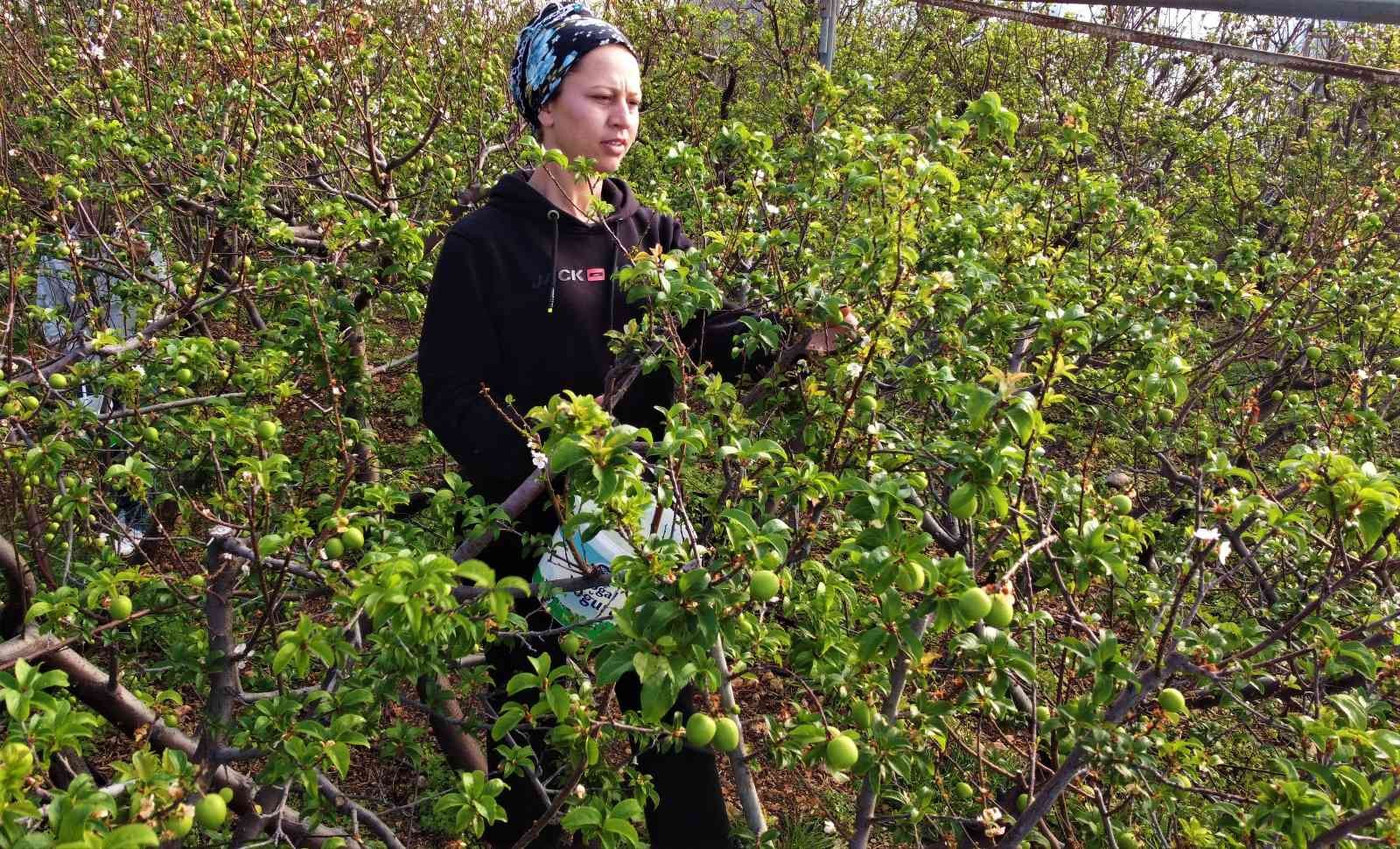 Kilosu 600 TL... Turfanda örtü altı “can erik” hasadı başladı