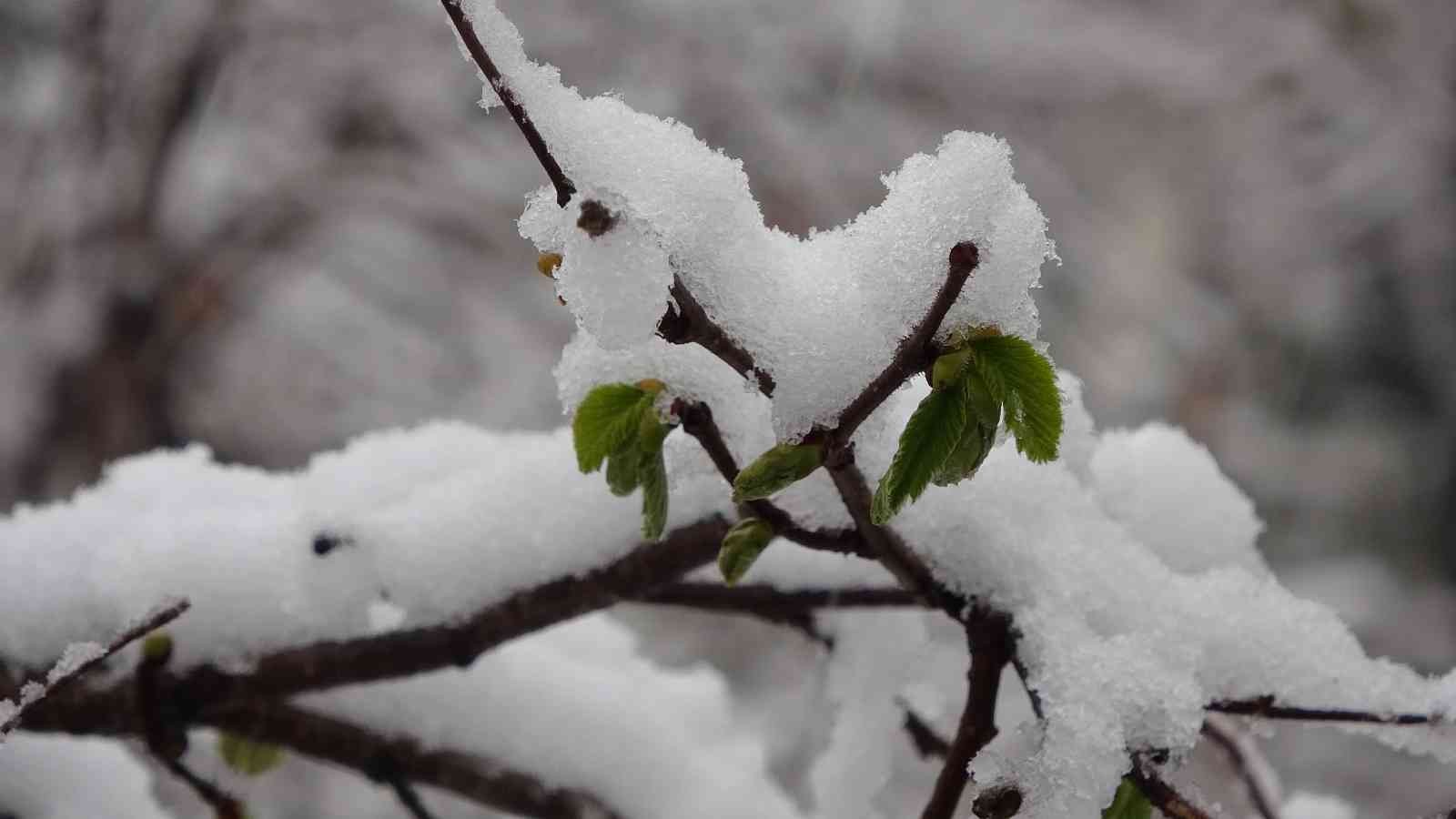 Soydan: “Şuan için zirai don yok ancak risk devam ediyor”