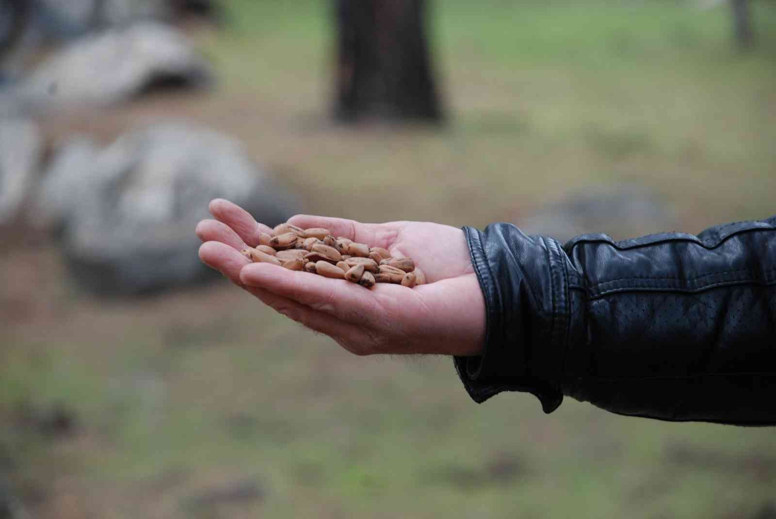 Kozak Yaylası’nda çam fıstığı bekleyişi