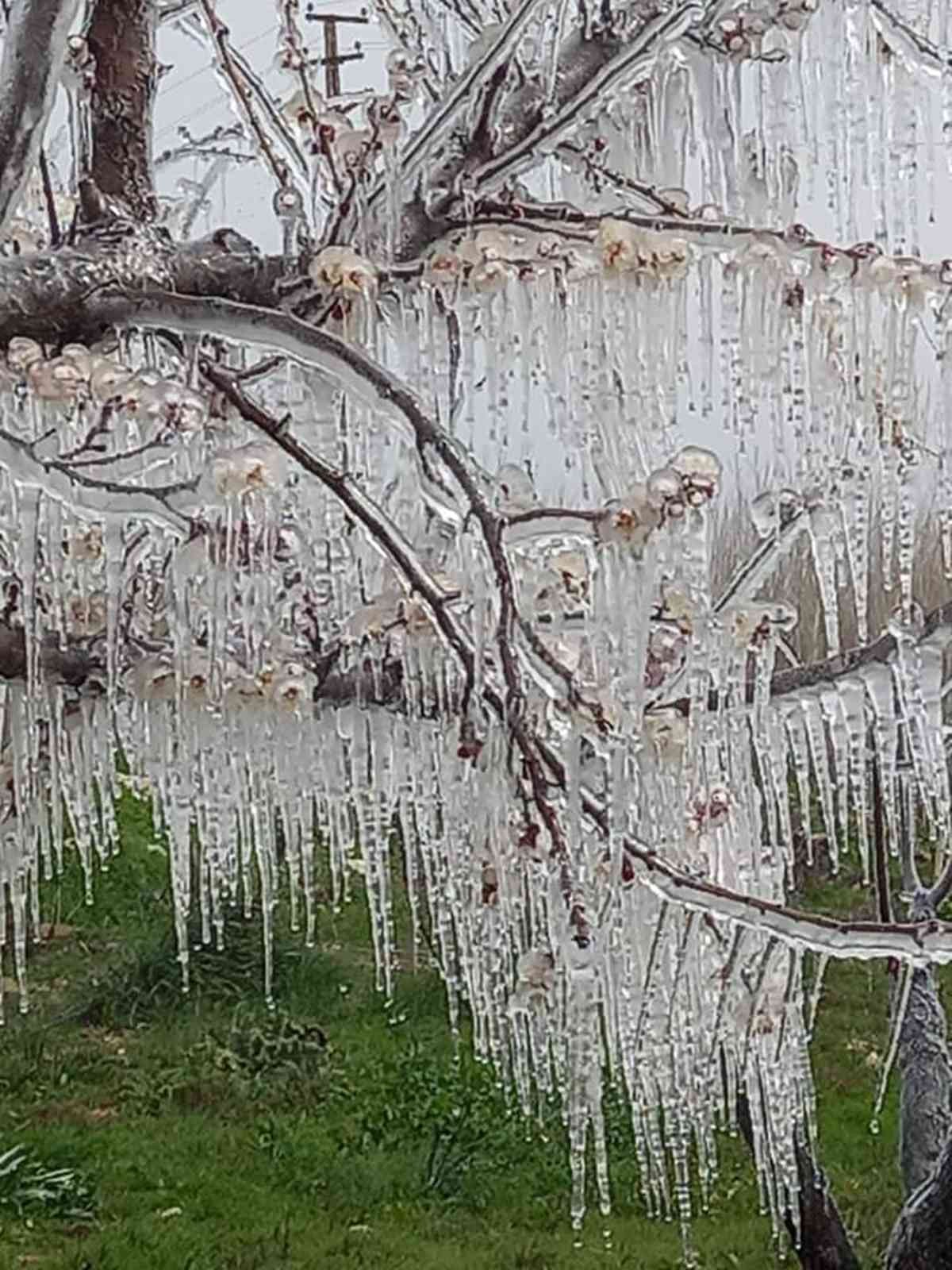 Mersin’de kayısı bahçelerini don vurdu