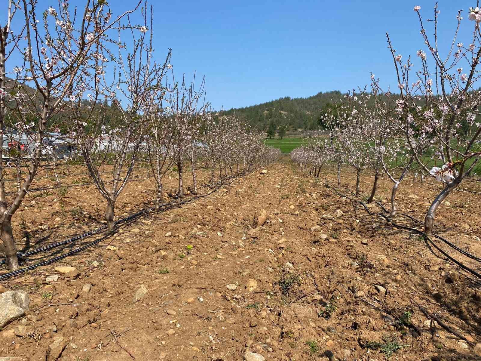 Türkiye’de ceviz üretimi de tüketimi de arttı