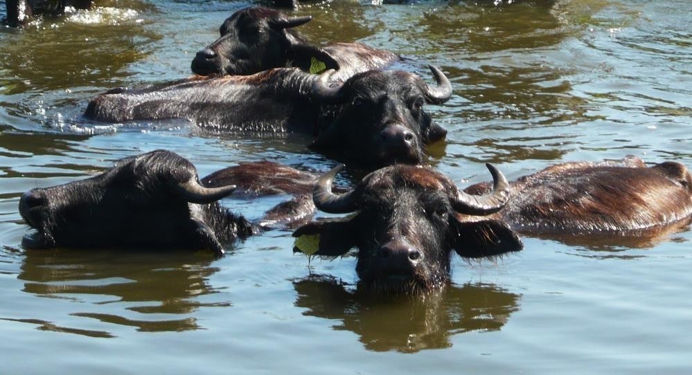 Samsun 23 bin ’manda’ sayısı ile Türkiye’de 1. sırada