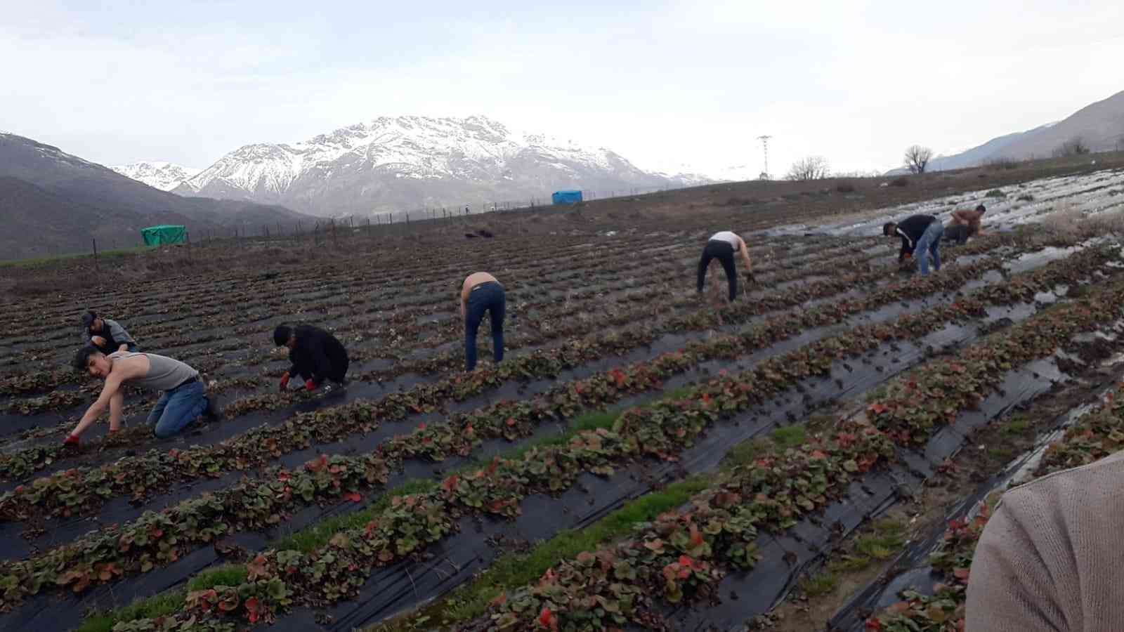 Batman’da çilek bahçelerinde budama çalışmaları başladı