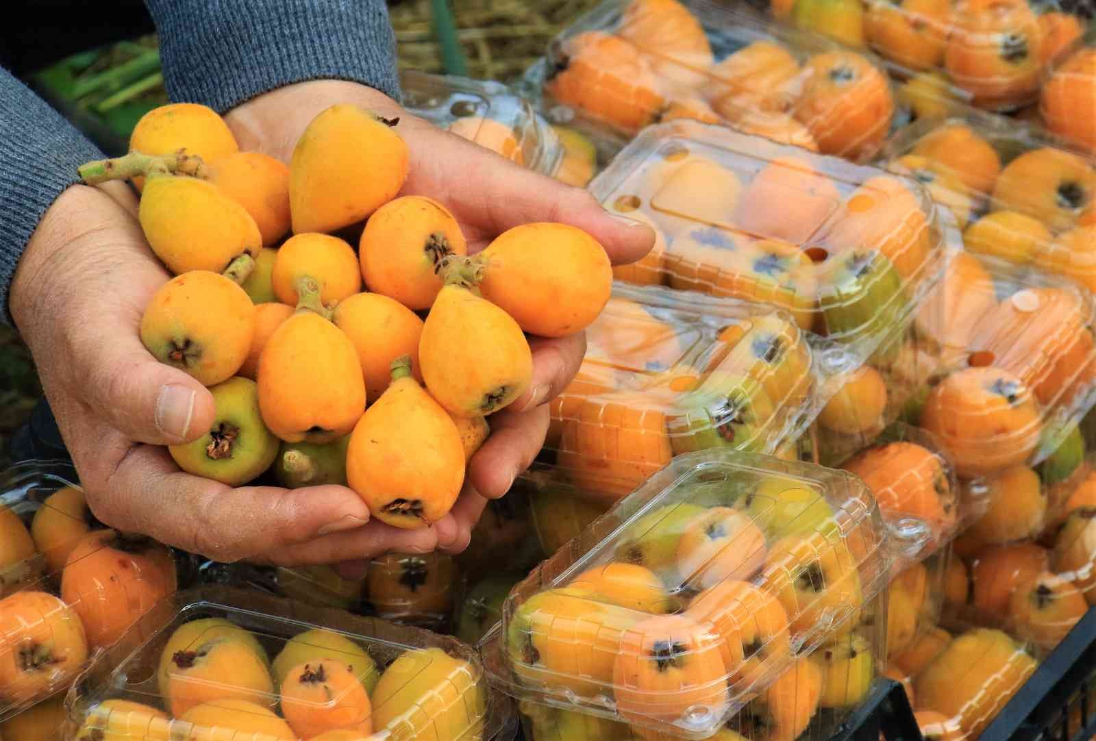 Örtü altında “yenidünya” hasadı başladı... Kilosu 200 TL’den satıldı