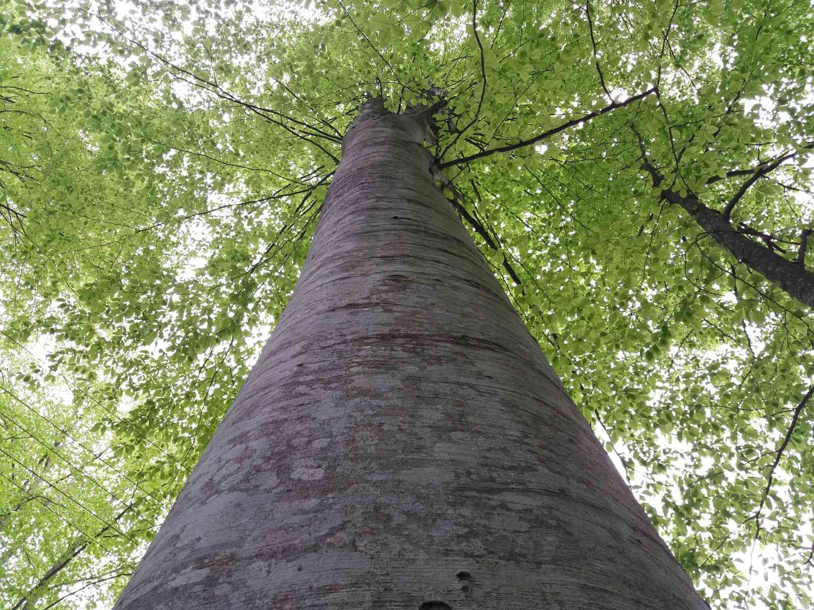 Samsun’a 82 proje ile 98 milyon TL’lik orman yatırımı