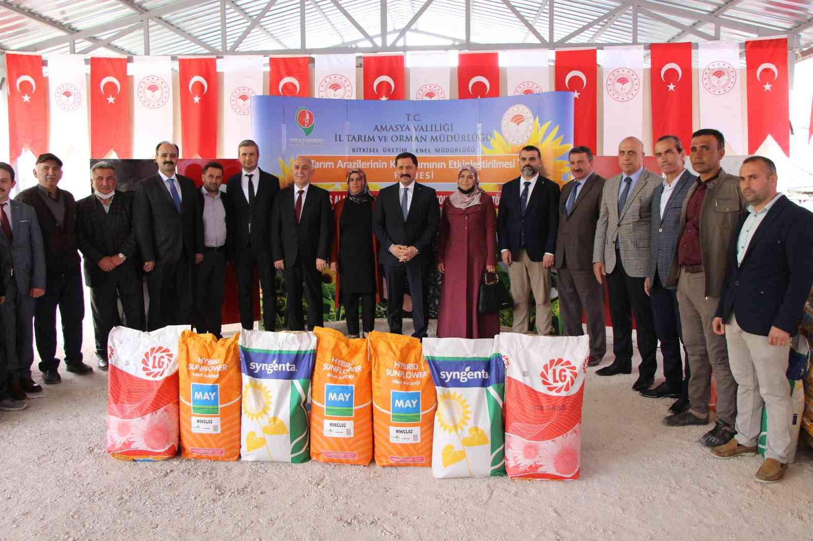 Amasya Valiliği ayçiçeği tohumu desteğini artırdı