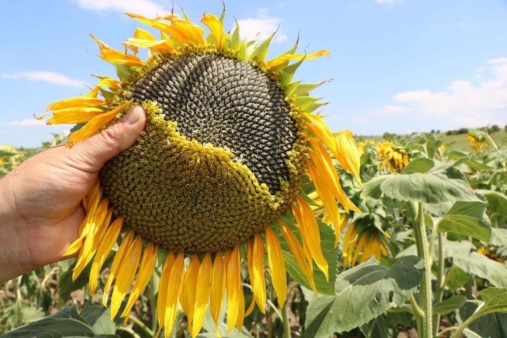 Samsun’da tarım ve hayvancılık projeleri