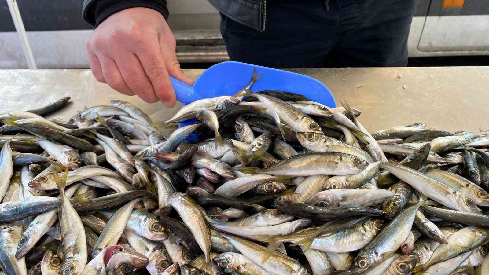 Zonguldak’ta balıkçılar teselliyi istavritte buldu