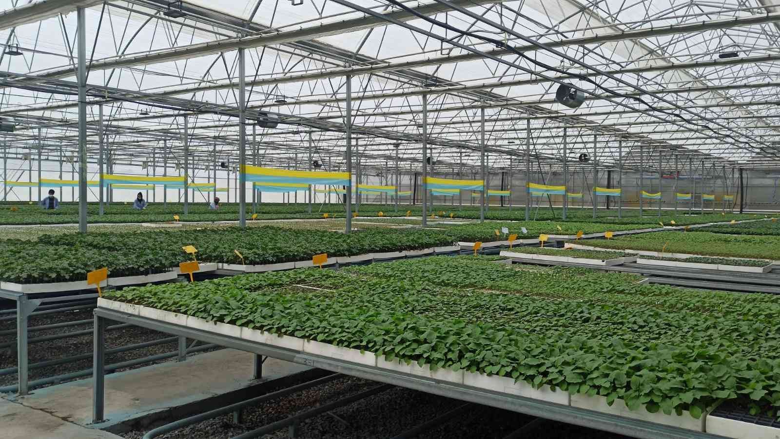 Türkiye’nin fideleri Samsun’dan